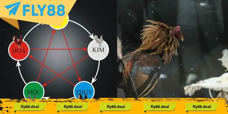 Chơi đá gà cựa sắt áp dụng theo phong thủy ngũ hành