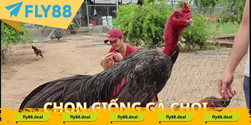 Chọn gà chọi tốt trước khi nuôi là bước cơ bản đầu tiên Chọn gà chọi tốt trước khi nuôi là bước cơ bản đầu tiên