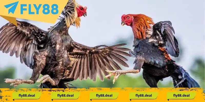 Những dòng chiến kê sở hữu vảy gà tứ quý Những dòng chiến kê sở hữu vảy gà tứ quý