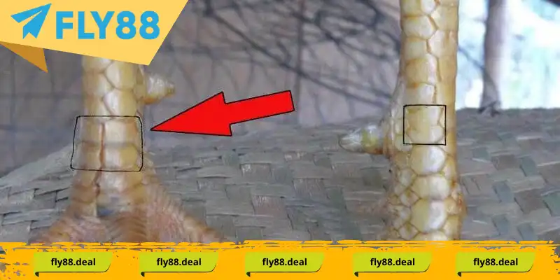 Một số thông tin thú vị liên quan về vảy gà tứ quý Một số thông tin thú vị liên quan về vảy gà tứ quý